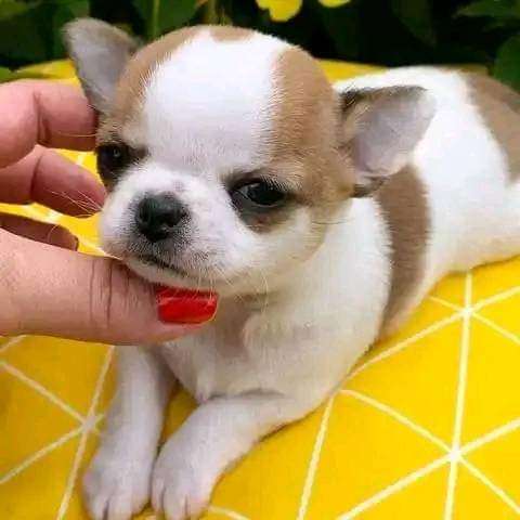 One heathly male and 2 females chihuahua pup available 